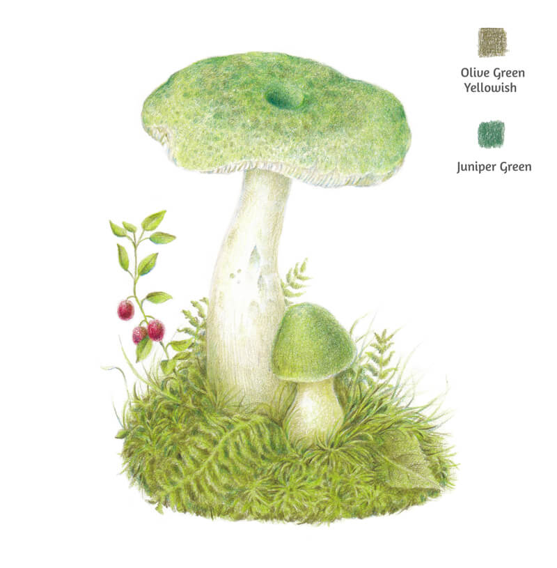 Muting greens on the drawing of a mushroom