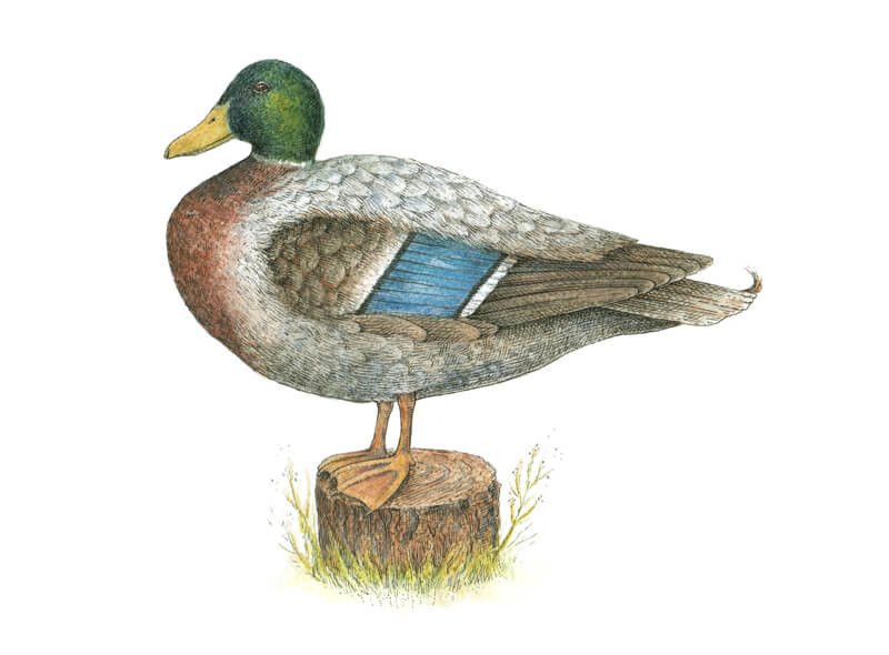 Ink and water-soluble pencil drawing of a duck