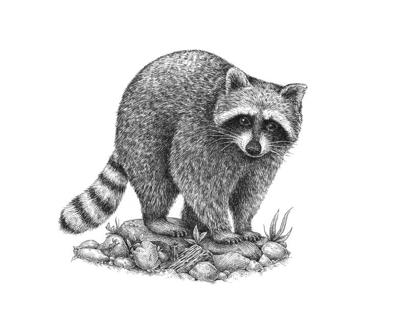 Pen and ink drawing of a raccoon