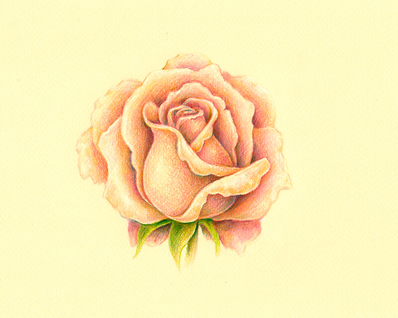 Colored pencil drawing of a white rose