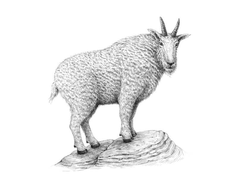 Drawing of a goat with pen and ink
