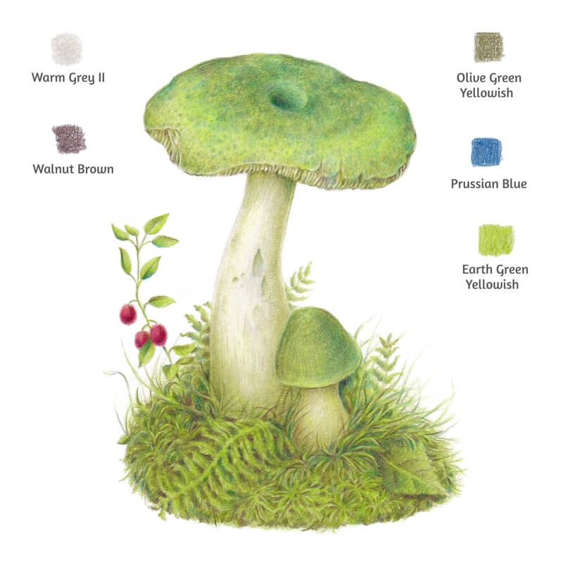 Colored pencil drawing of a mushroom