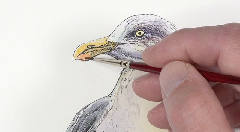 Adding color to the beak and eye of the  seagull