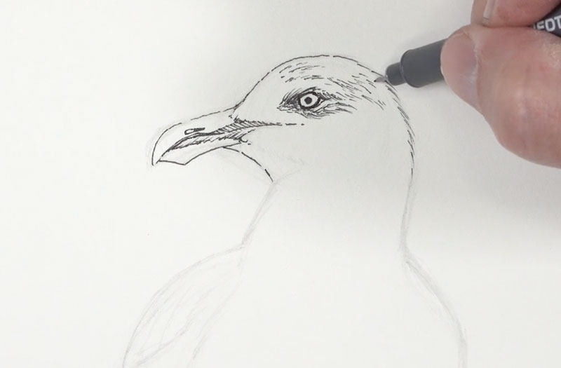 Adding ink to the head and the eyes of the seagull