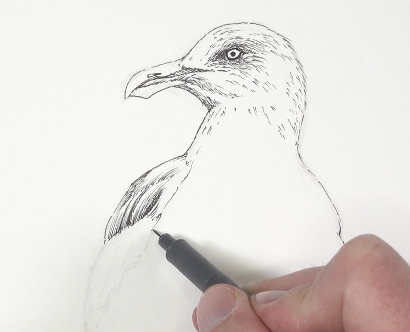 Adding ink to the body of the seagull