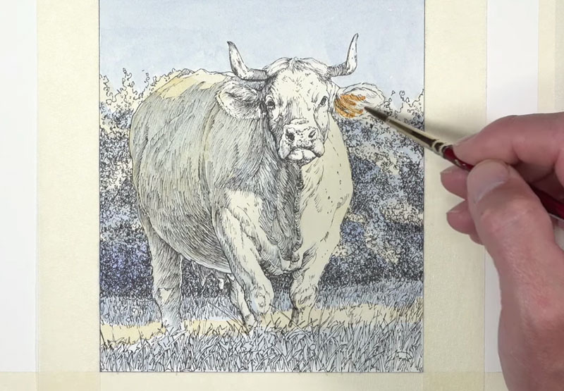 Adding warmer colors to the cow with watercolor