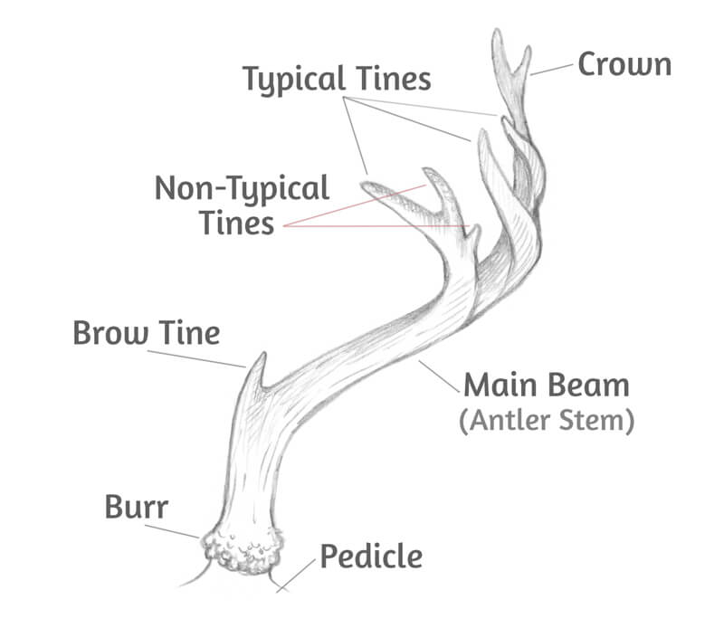 Antler terminology with labeled parts