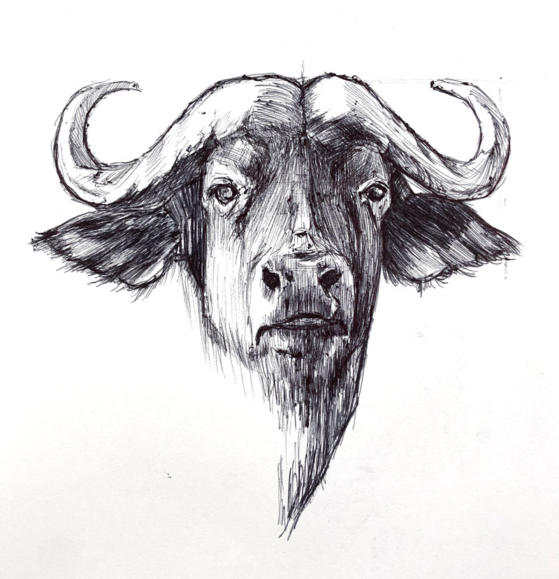 Ball point pen drawing of a Cape Buffalo