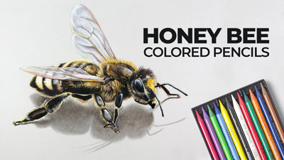 How to draw a bee with colored pencils