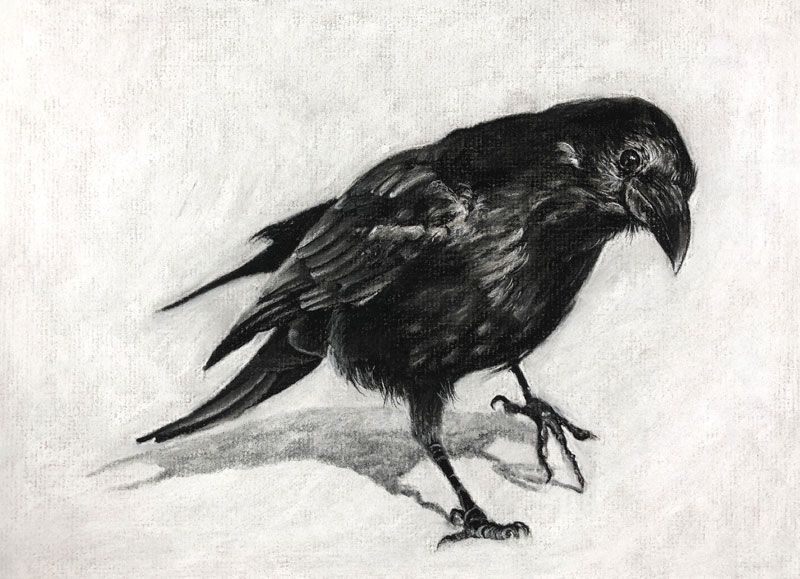 Charcoal drawing of a Raven