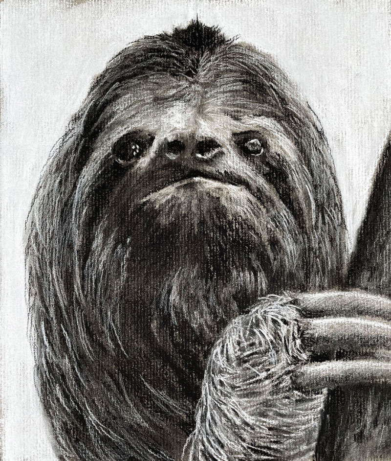 Charcoal Drawing of a Sloth