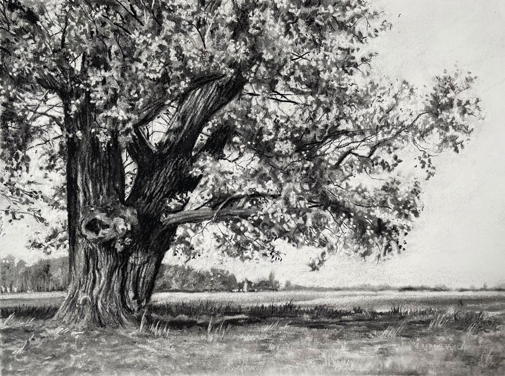 charcoal drawing of a landscape