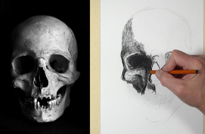 Charcoal skull drawing - shading with charcoal
