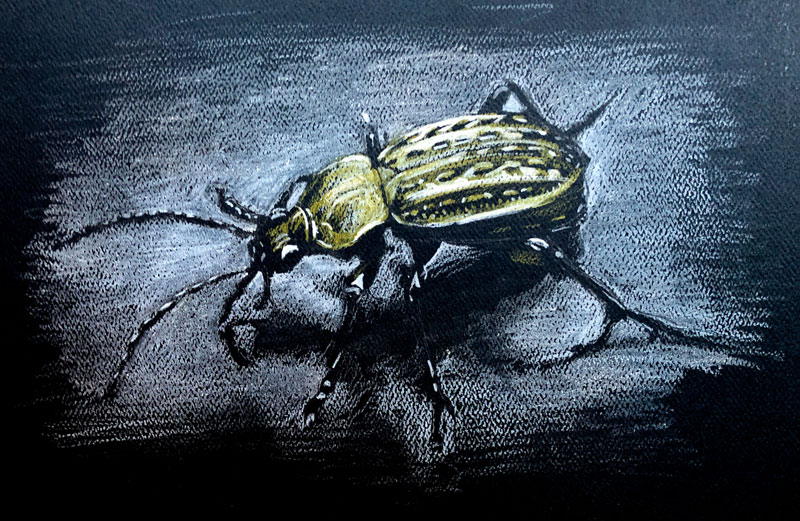 Colored pencil drawing of a bug on black paper