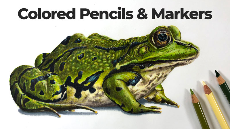 Colored pencil and marker drawing of a frog