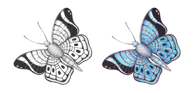 Black and white ink drawing of a butterfly next to a colorful drawing