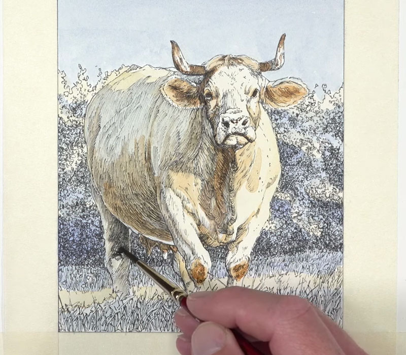 Adding darker values with browns and grays on the body of the cow