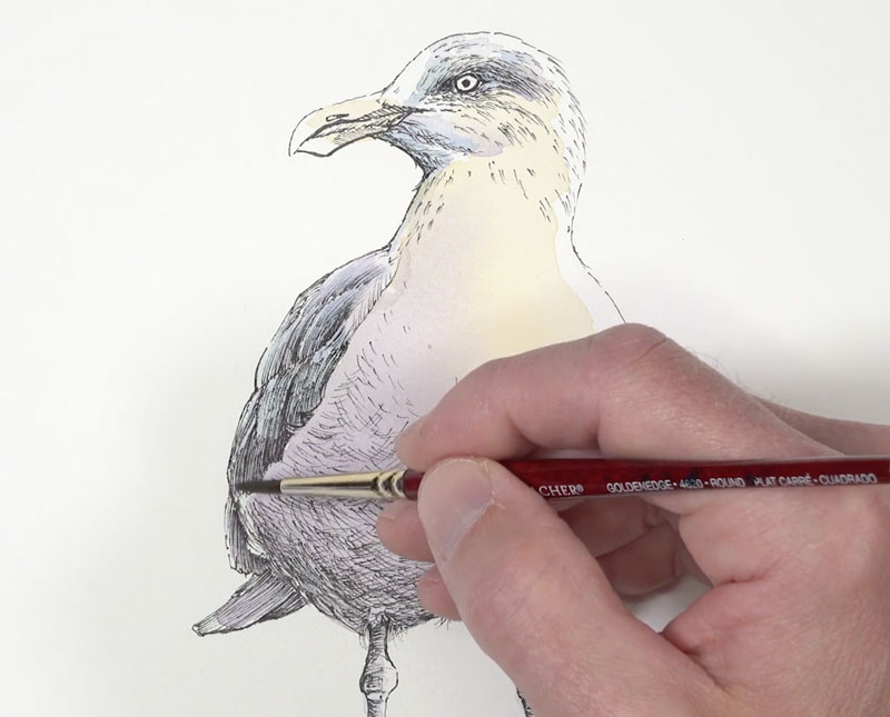 Developing shadows and textures with watercolor on the seagull