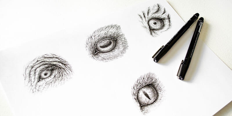 Pen and ink drawings of animal eyes
