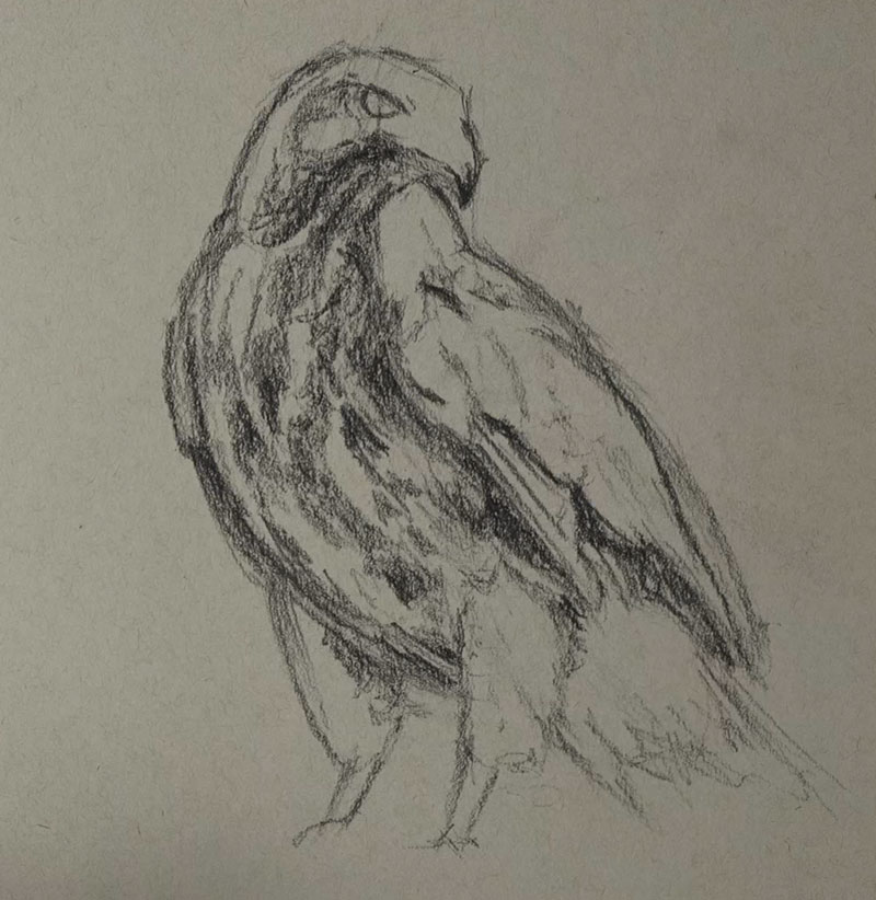 Drawing the shape and body of the hawk with black charcoal