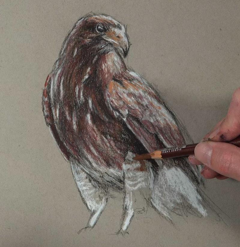 Adding sepia tones to the drawing with pastel pencils