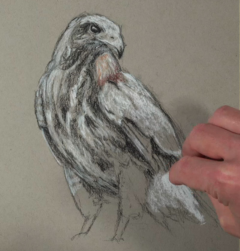 Drawing highlights on the body of the hawk with white charcoal