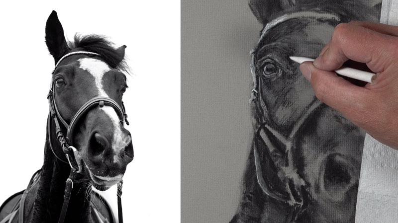 Drawing the eye of the horse with charcoal