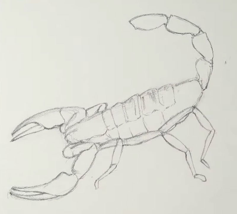 Drawing the outlines of the scorpion