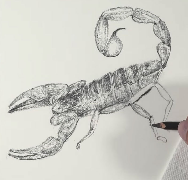 Shading the drawing of a scorpion