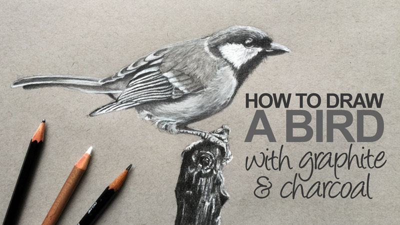 How to Draw a Bird with Graphite and White Charcoal