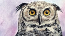 How to Draw An Owl with Pastel Pencils