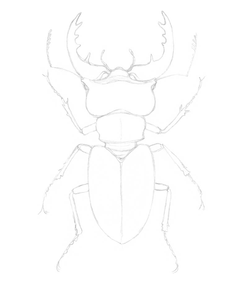 Simplifying the legs of the beetle