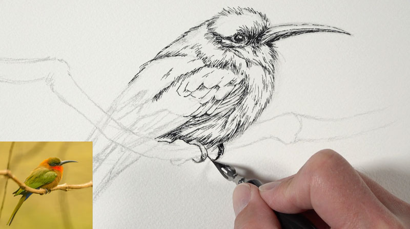 Adding pen and ink applications to the body of the bird