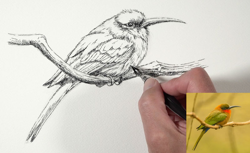 Finishing the pen and ink drawing with a nib pen