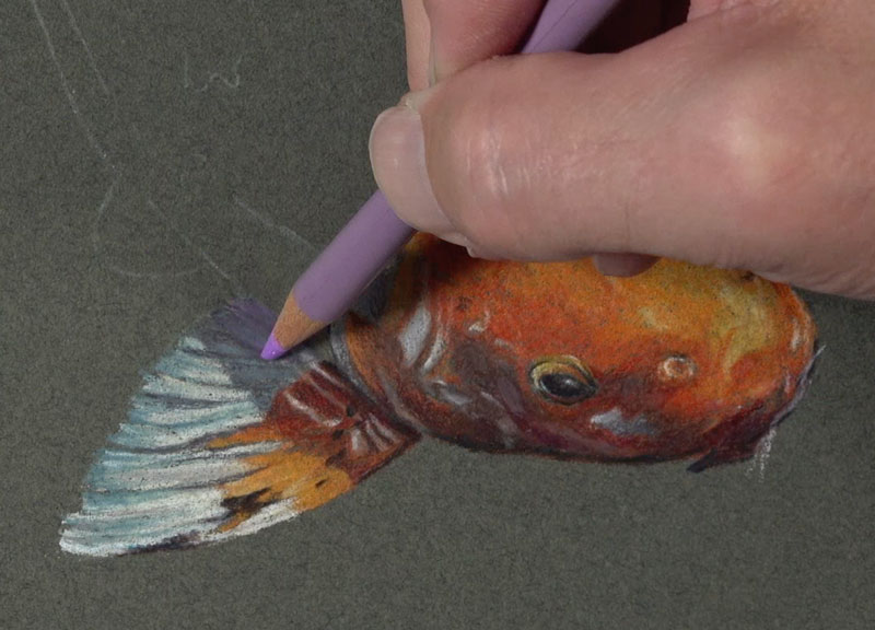 Drawing the first fin of the Koi fish