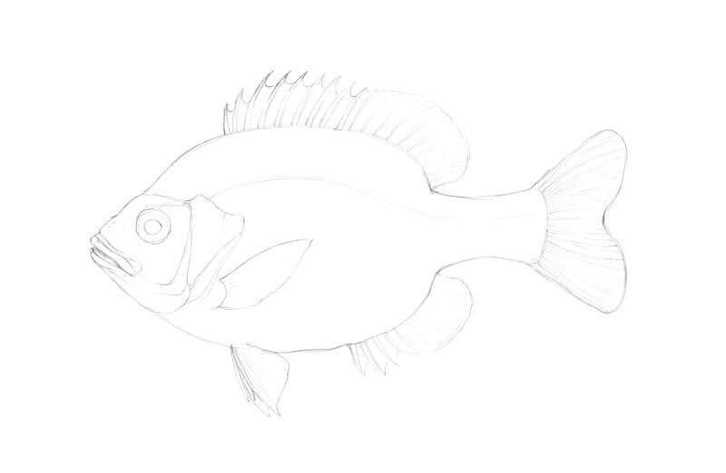 Pencil sketch of a fish