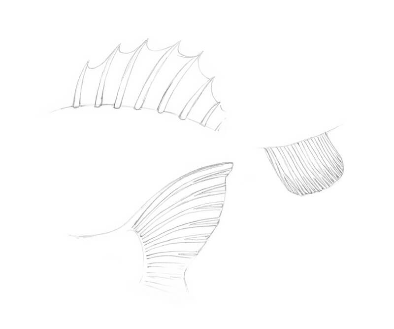Drawing fish fins