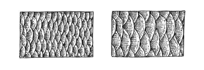 Drawing fish scales