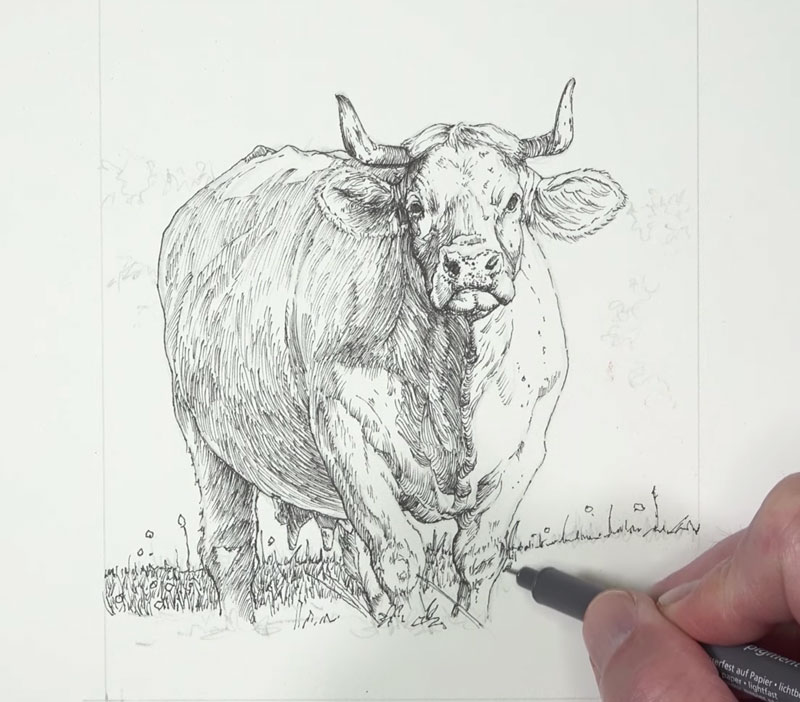 Drawing the grassy field underneath the cow