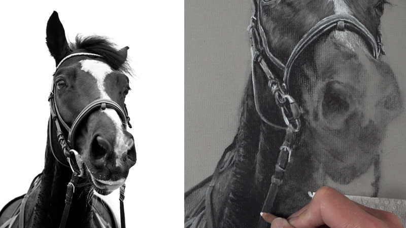 Drawing horse saddle and harness