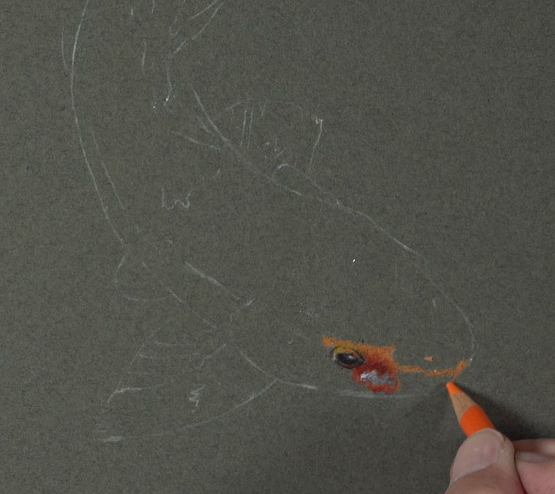 Drawing the eye of the Koi fish