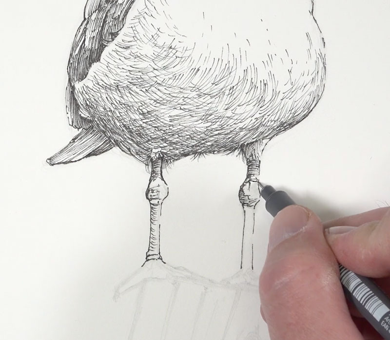 Drawing the legs of the seagull with ink