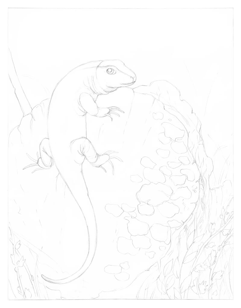 Refine the pencil drawing of the lizard