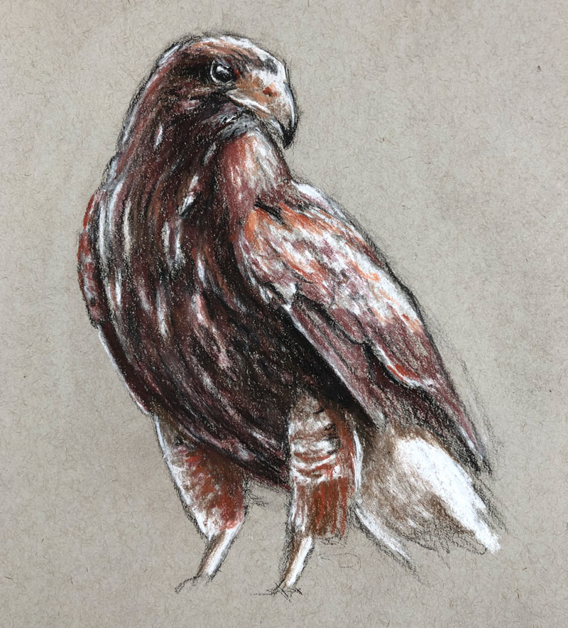 Drawing of a hawk with sepia toned pastels and charcoal