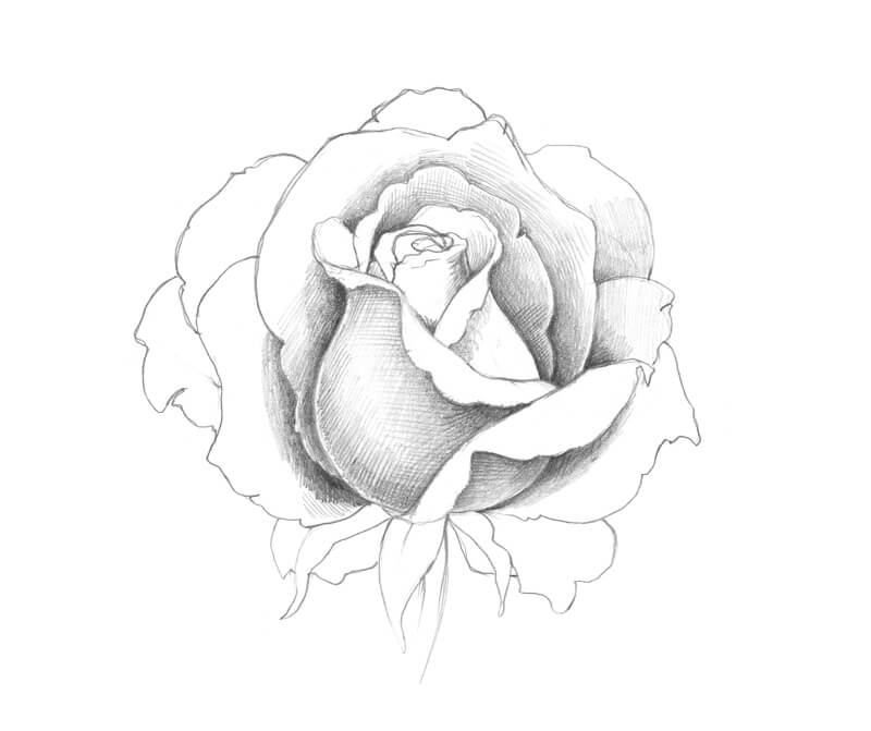 Developing values on a pencil drawing of a rose