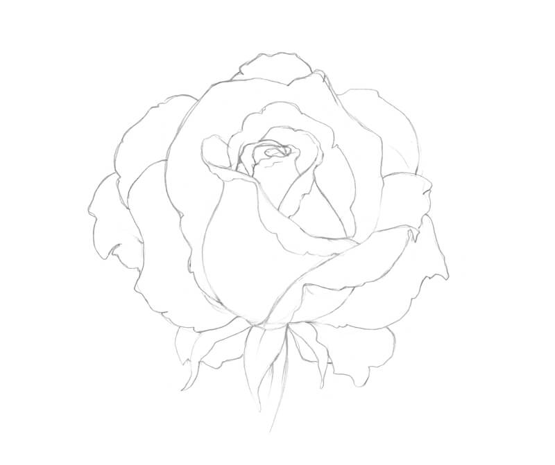 Completed sketch of the outlines of the rose