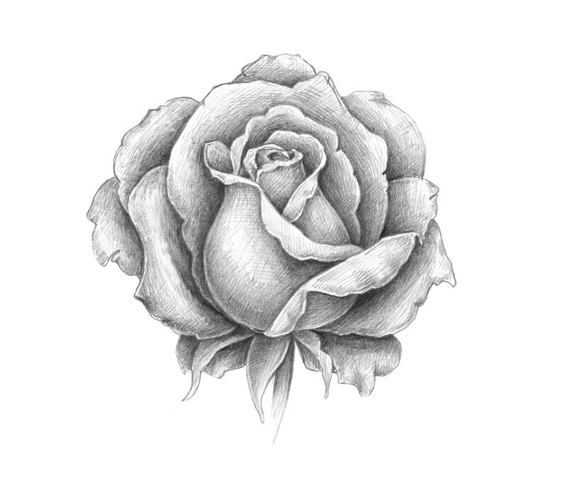 Pencil Sketch of a Rose