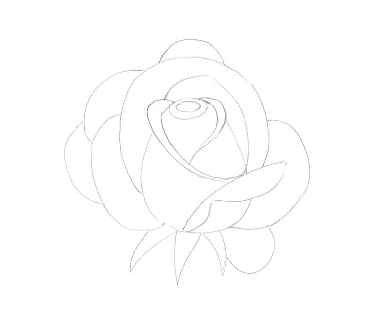 Contour sketch of a rose