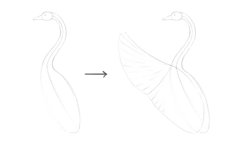 Drawing the basic shapes of the body of the swan