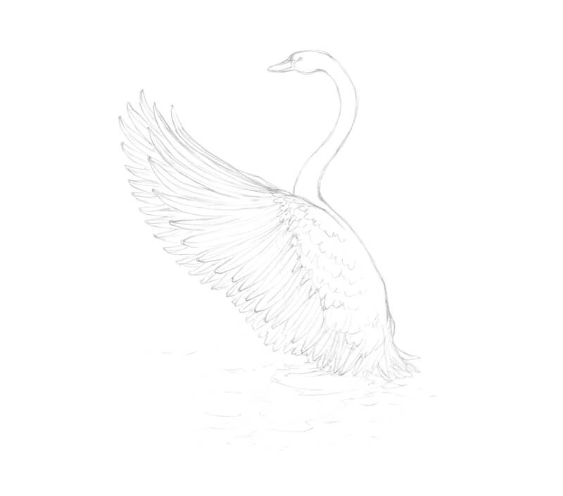 Finished graphite sketch of a swan